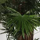 631355-1.webp