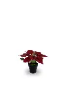 630872-RED.webp