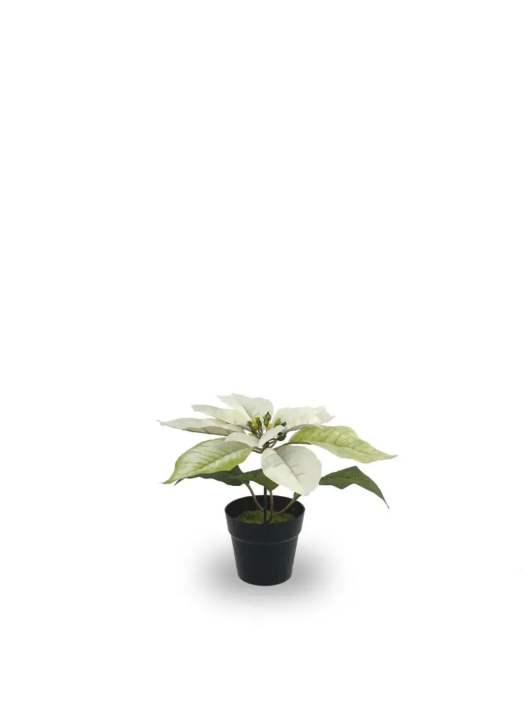 630872-CREMA.webp