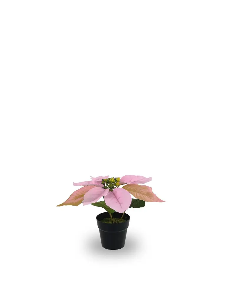 630872-PINK.webp