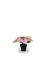 630872-PINK.webp
