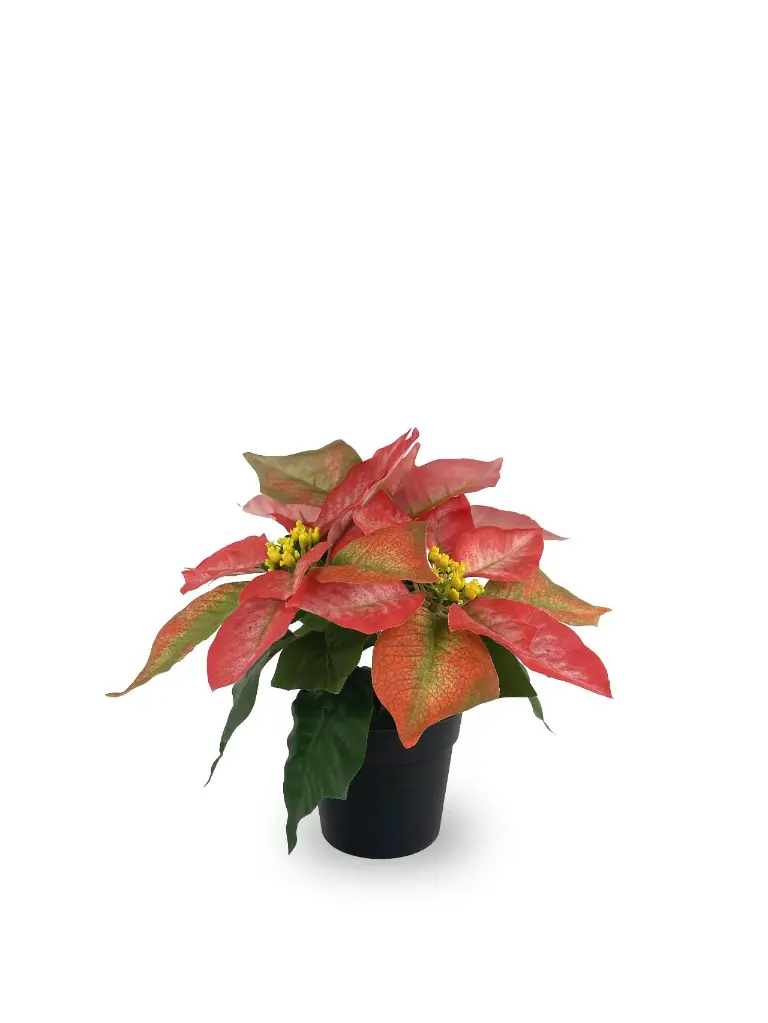 630871-T.RED.webp
