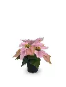 630871-PINK.webp