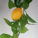 631431-1.webp
