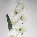 631644.3-1.webp