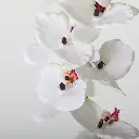 630886-1细节.webp