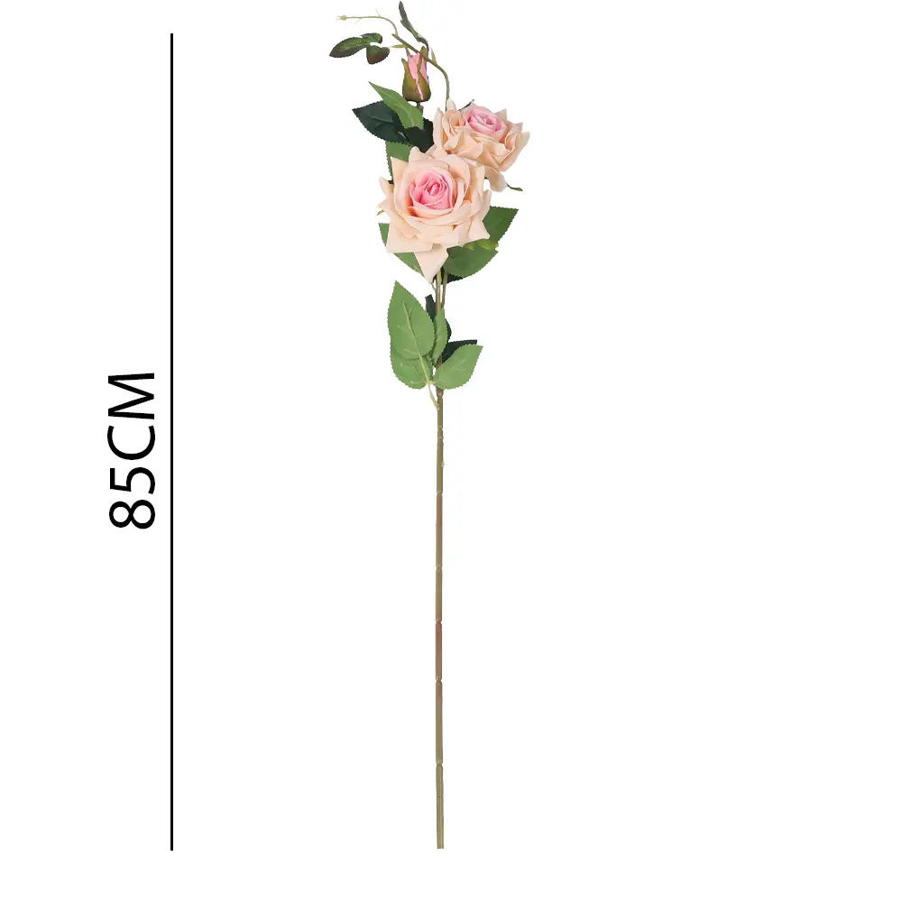 631267ROSA.webp