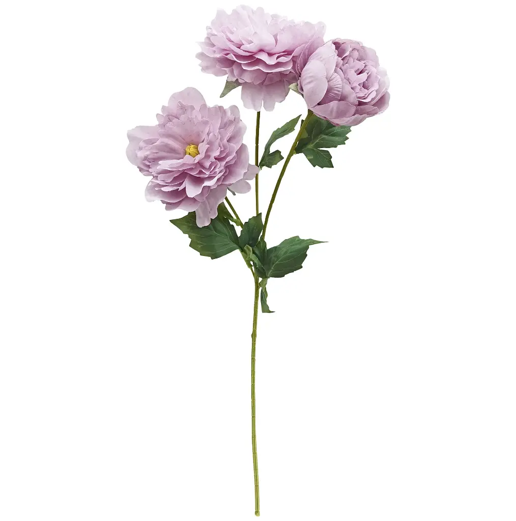 630308紫色.webp