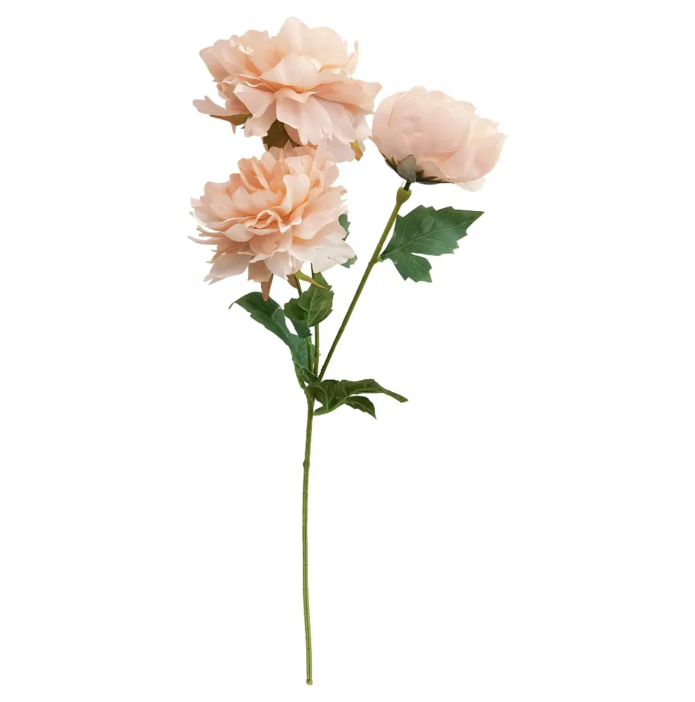630308香槟.webp