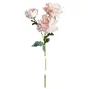 630308浅香槟.webp