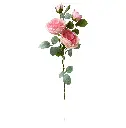 630605粉色.webp