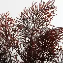 630675-2细节.webp