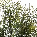 630675-1细节.webp