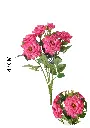 630885-萝莉粉.webp