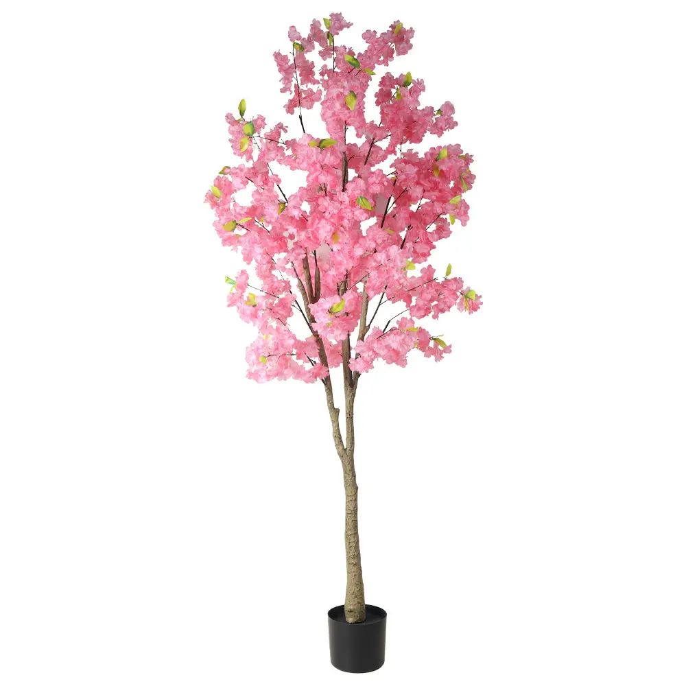 631450ROSA-2.webp