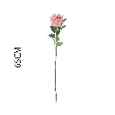 631131ROSA.webp