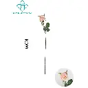 631147ROSA.webp