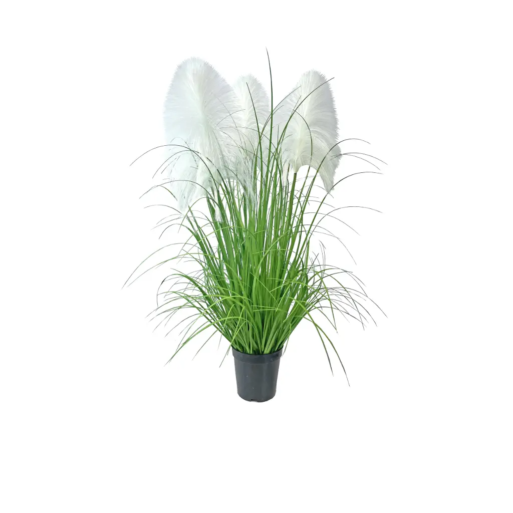Pampa*3 en maceta 90cm3头布芦苇90CM