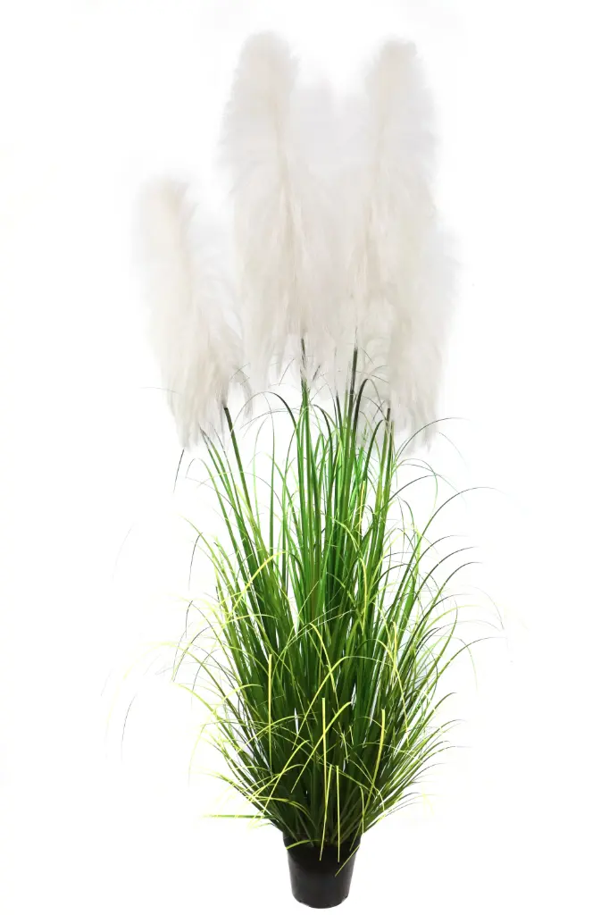 Pampa*5 en maceta 150cm 5头布芦苇150CM