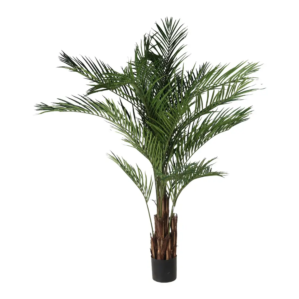 210cm Palm tree con meceta