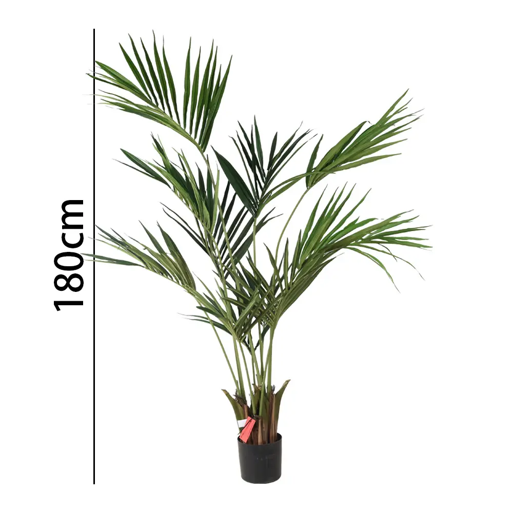 180cm Kentia palm con meceta