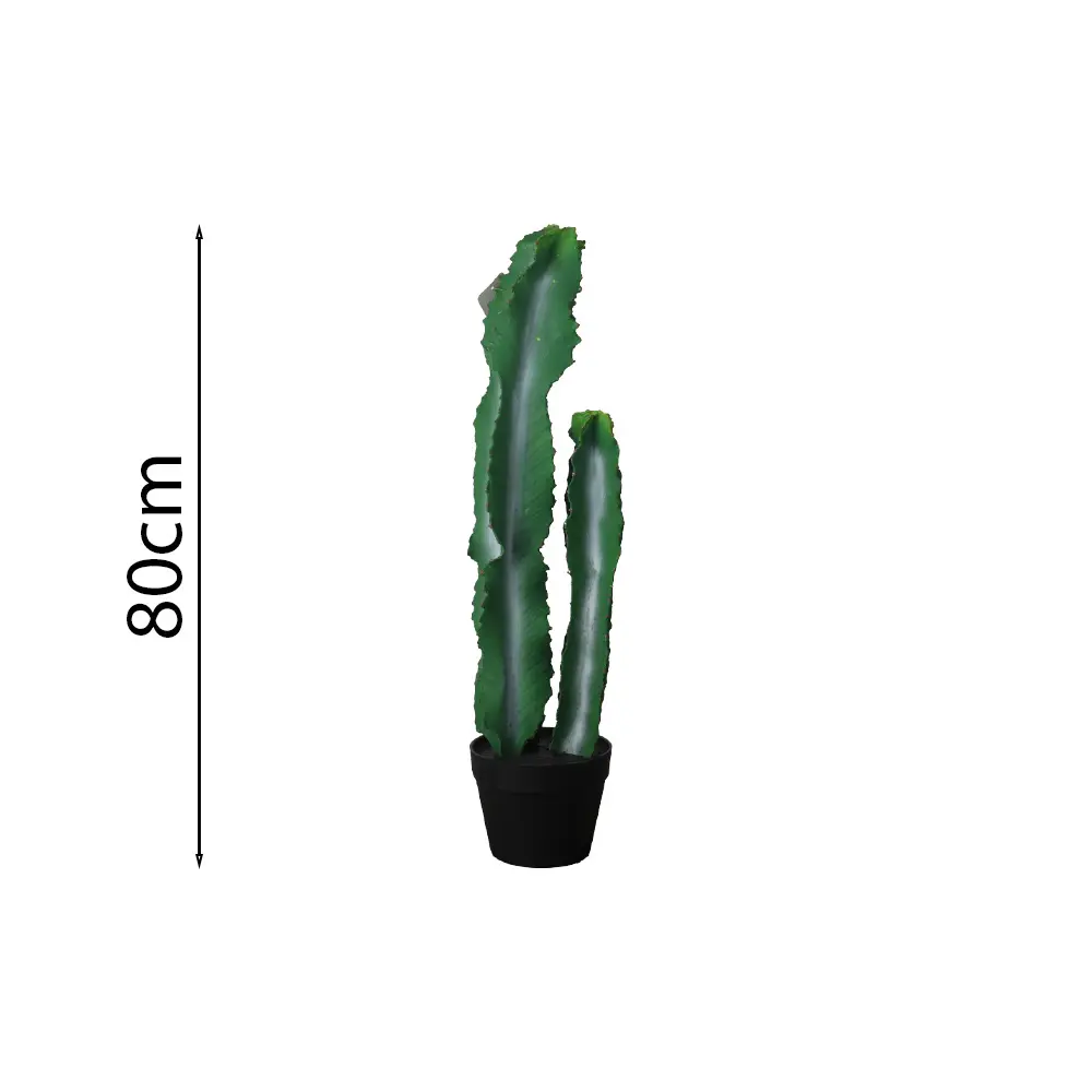 Euforbia candelabro 80cm