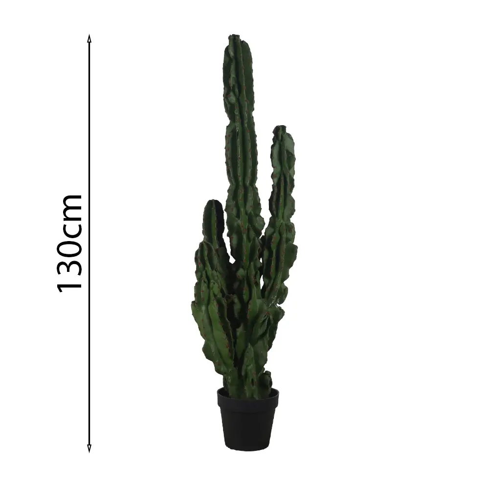 Euforbia candelabro 130cm