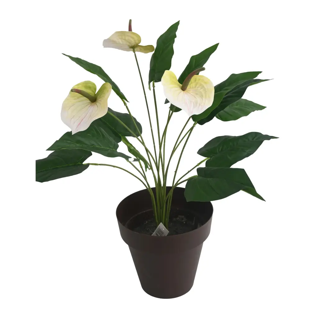 PLANTA ANTHURIUM DE FLORES EN MACETA