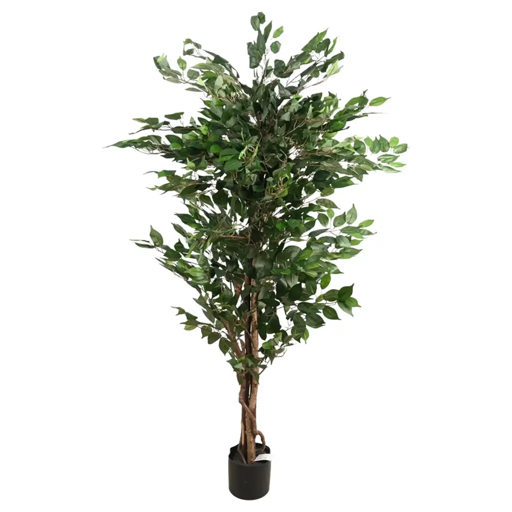 PLANTA FICUS 170CM