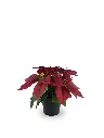 FLOR PASCUA*3 EN MACETA