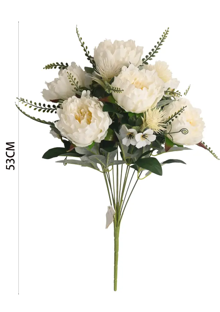 Chinese Peony bush X 13