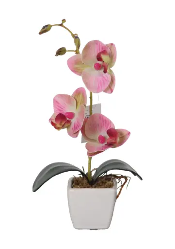 [631122] orquidea en maceta 小蝴蝶兰盆景