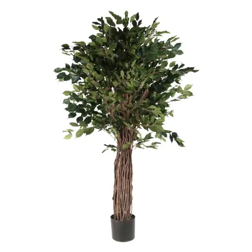 [631336] 180cm Ficus con meceta