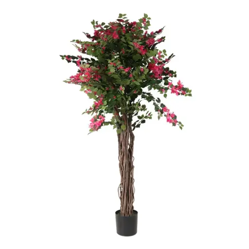 [631342] 180cm Bougainvillea con meceta