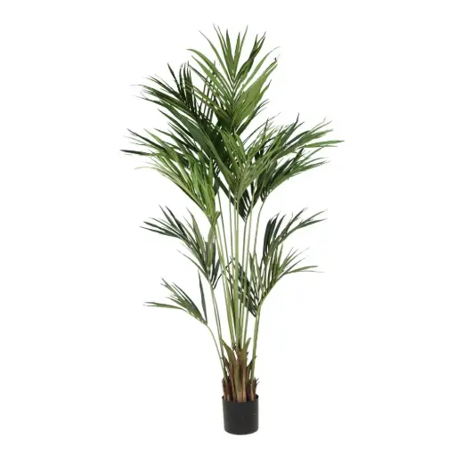 [631350] 210cm Kentia palm con meceta