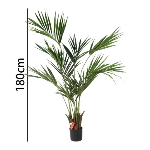 [631351] 180cm Kentia palm con meceta