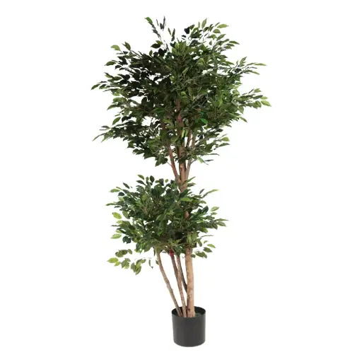 [631361] 185cm Mini ficus tree con meceta