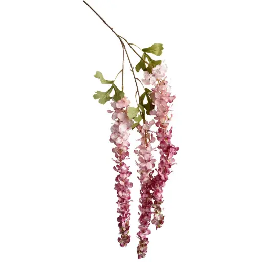 Vara Wisteria Sinensis