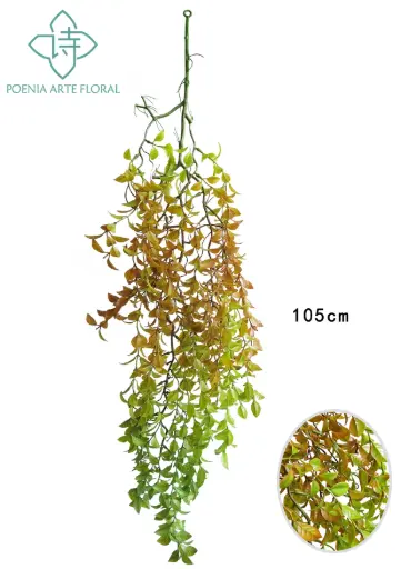 [630459] PLANTA COLGANTE