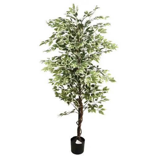 [630531] PLANTA FICUS 170CM