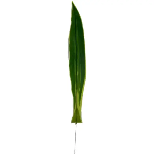 [630898] HOJA DRACENA