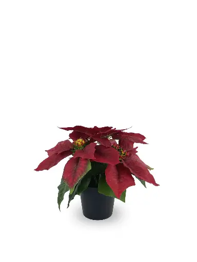 [630871] FLOR PASCUA*3 EN MACETA