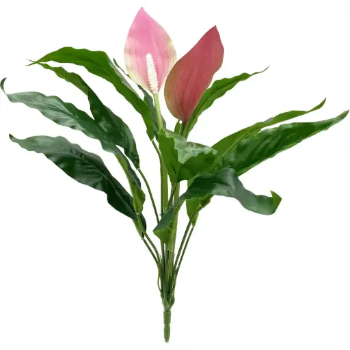 [630905] PLANTA ANTHURIUM