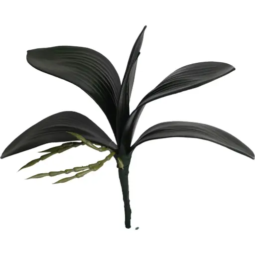 [630887] HOJA DE ORQUIDEA
